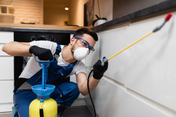 Reliable South Taft, CA Pest Control Solutions